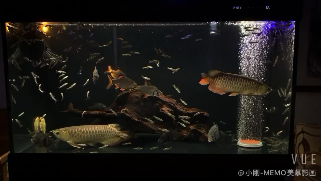 克拉瑪依水族館龍魚成長記