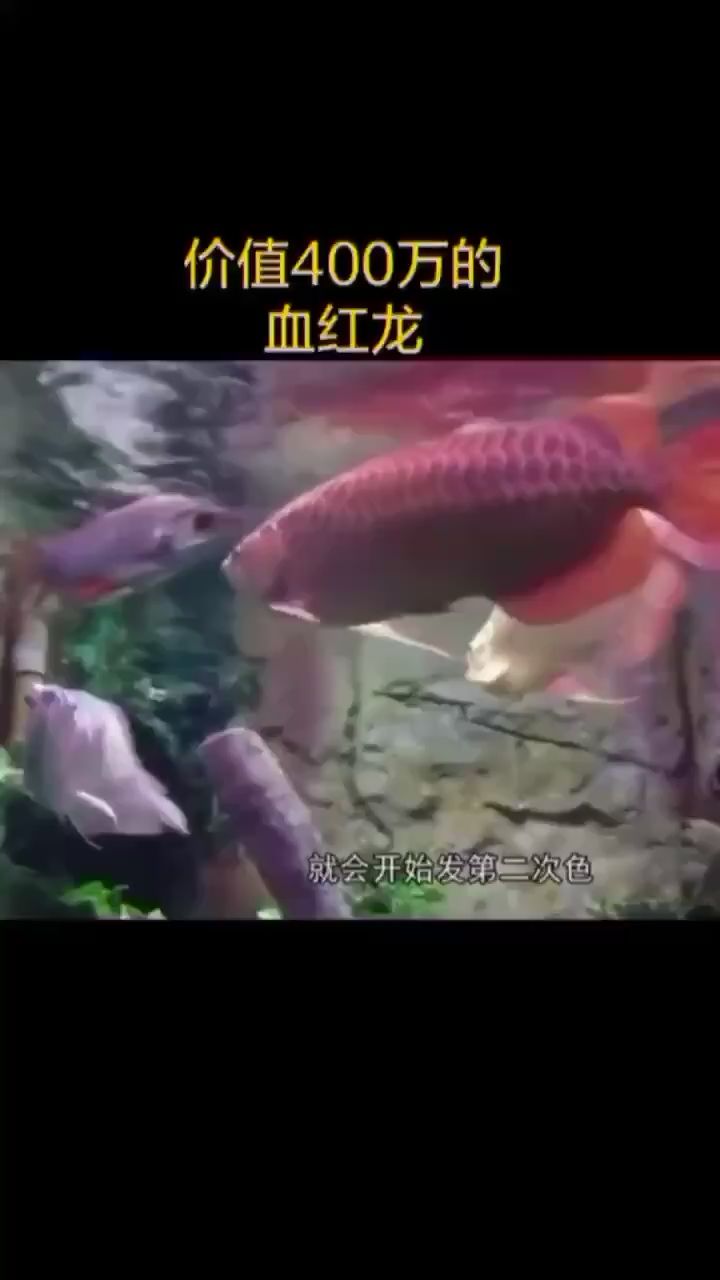 400W的龍魚