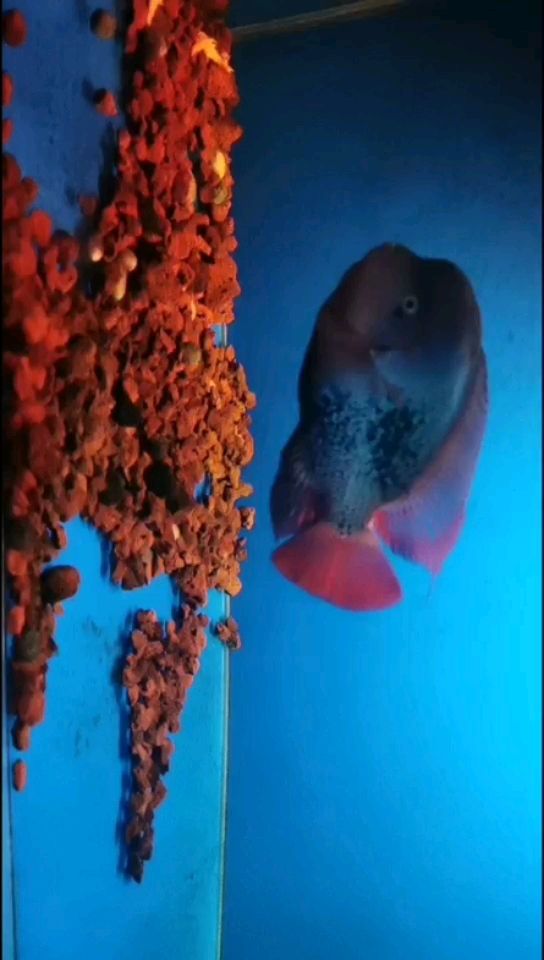 邢臺水族館一年了難熬