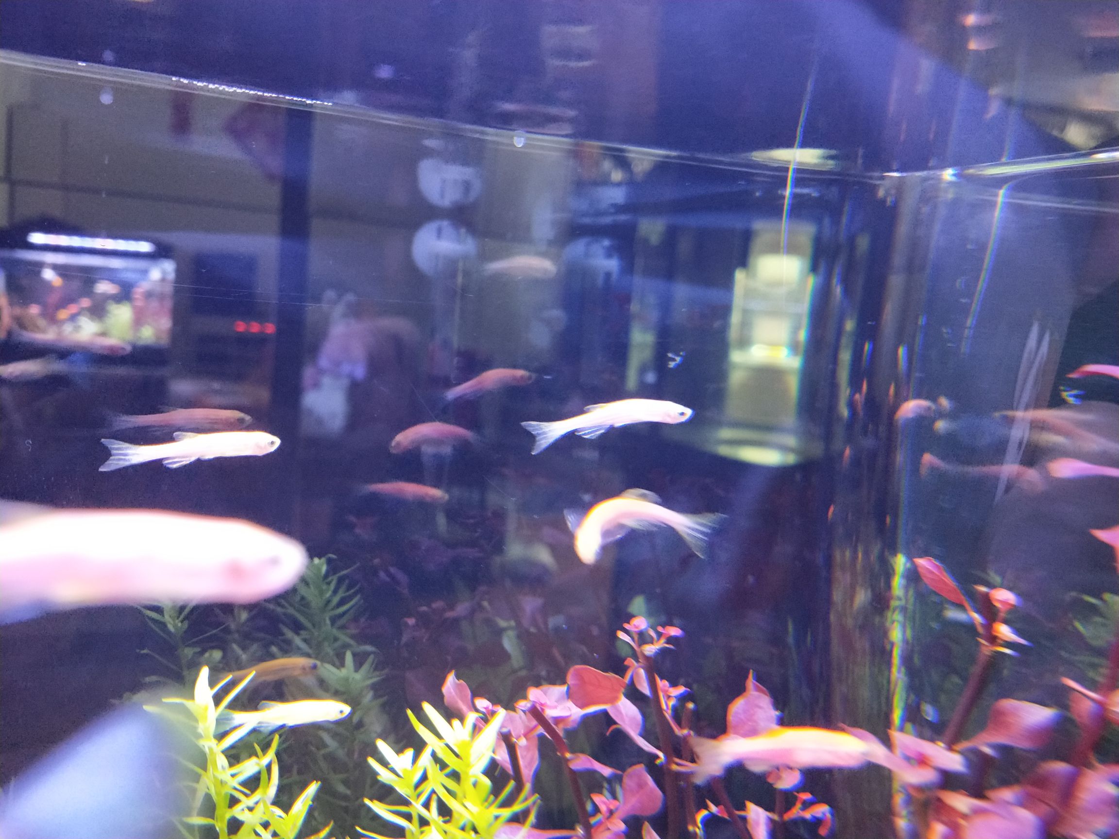 巢湖觀賞魚市場斑馬快變干柴了 觀賞魚市場（混養(yǎng)魚） 第4張