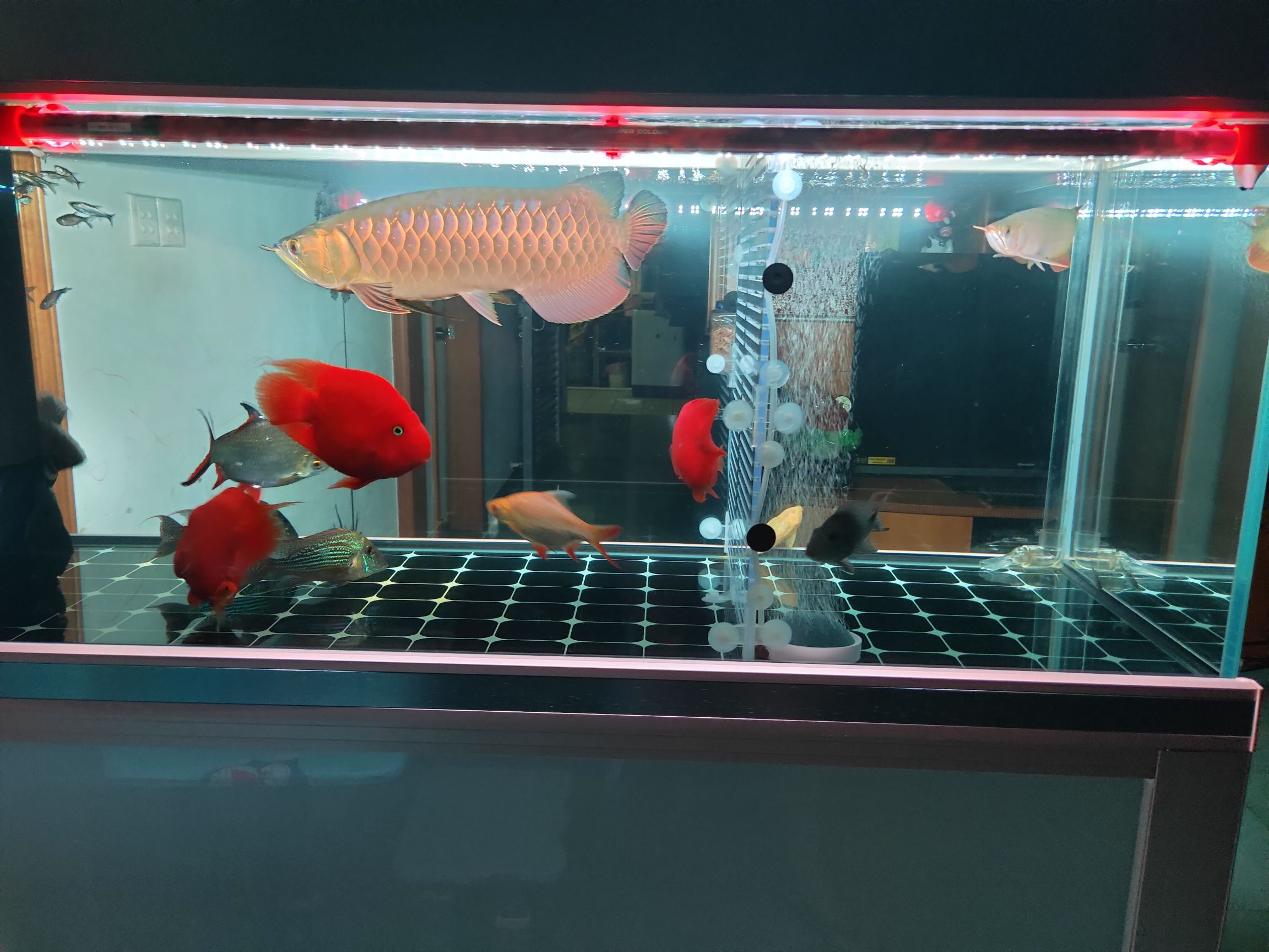 福州觀賞魚市場賞花賞月賞龍魚 觀賞魚市場（混養(yǎng)魚） 第6張