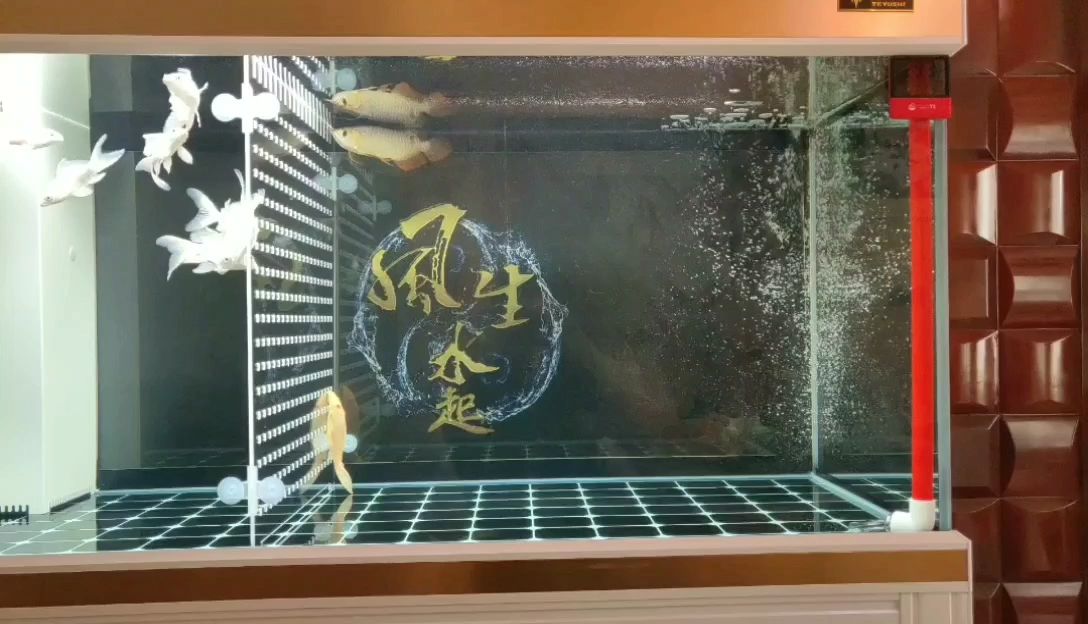 大同觀賞魚市場滿365天對比一下