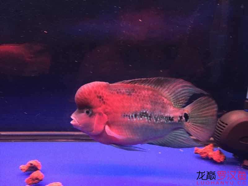 南平水族館便宜幻彩 野彩魚 第4張