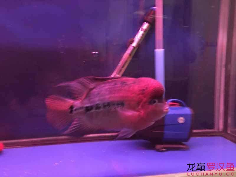 南平水族館便宜幻彩 野彩魚 第7張