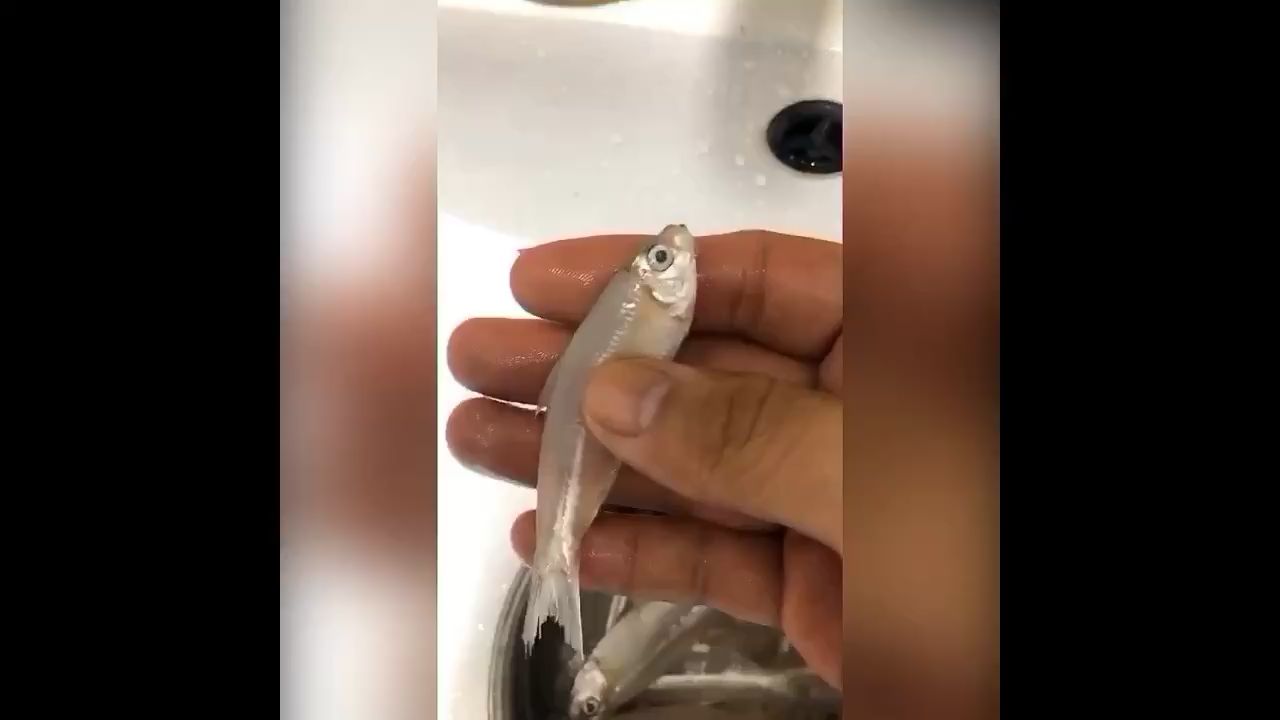 佳木斯水族館我的魚食