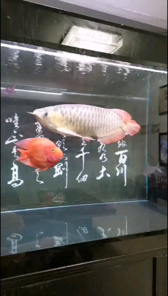 達州觀賞魚市場歷經(jīng)40天終于正常吃東西了 觀賞魚市場（混養(yǎng)魚） 第2張