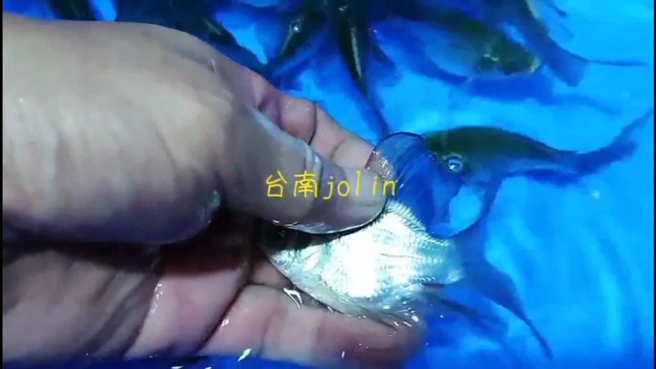 張家口觀賞魚市場熊貓貴妃