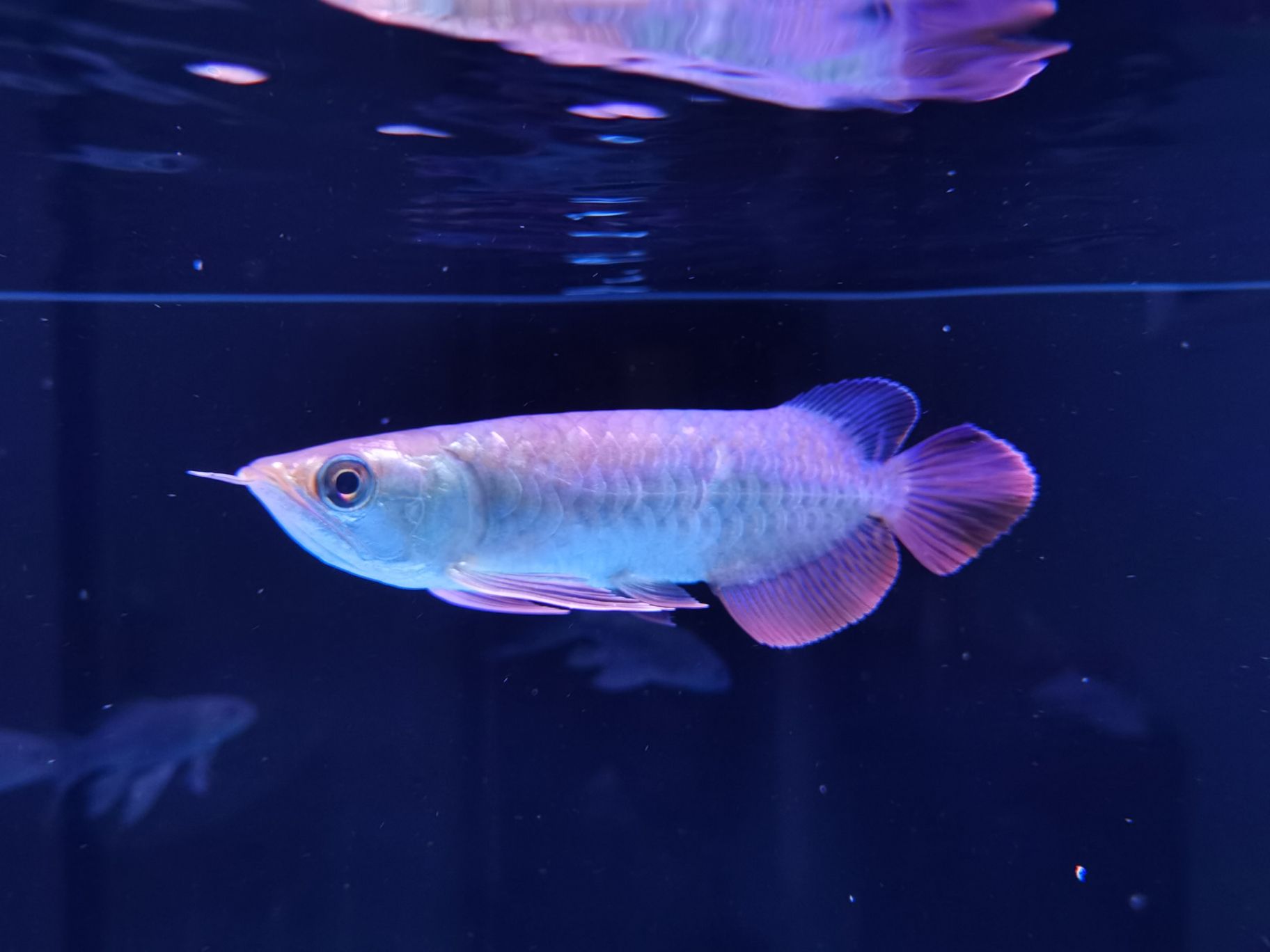 海北藏族自治州水族館看看我被騙沒