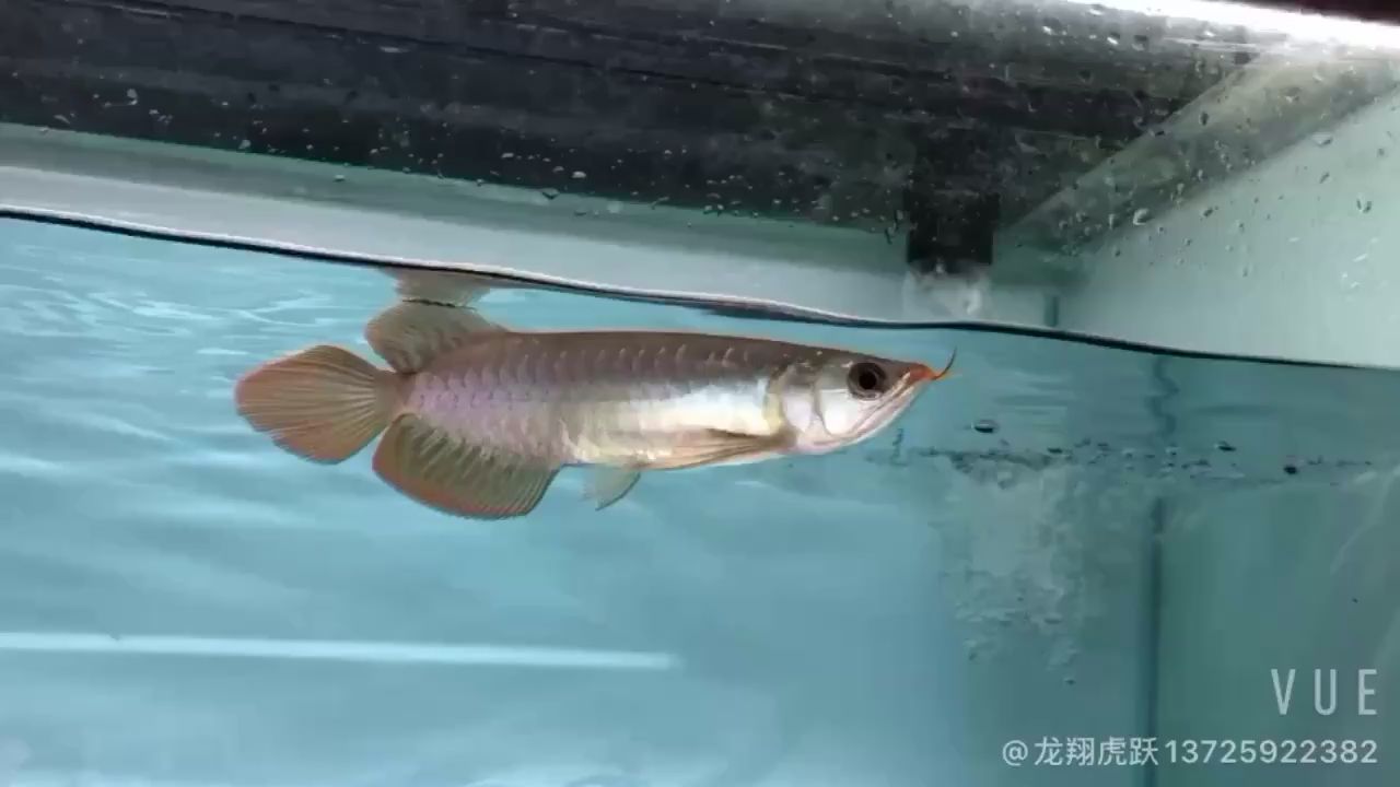 臨夏州水族館算小鯊魚嗎？