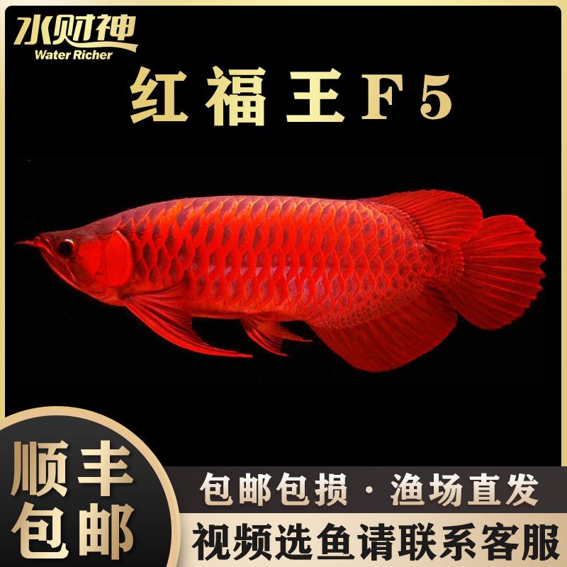 混養(yǎng)打的烈 巴西亞魚苗 第1張