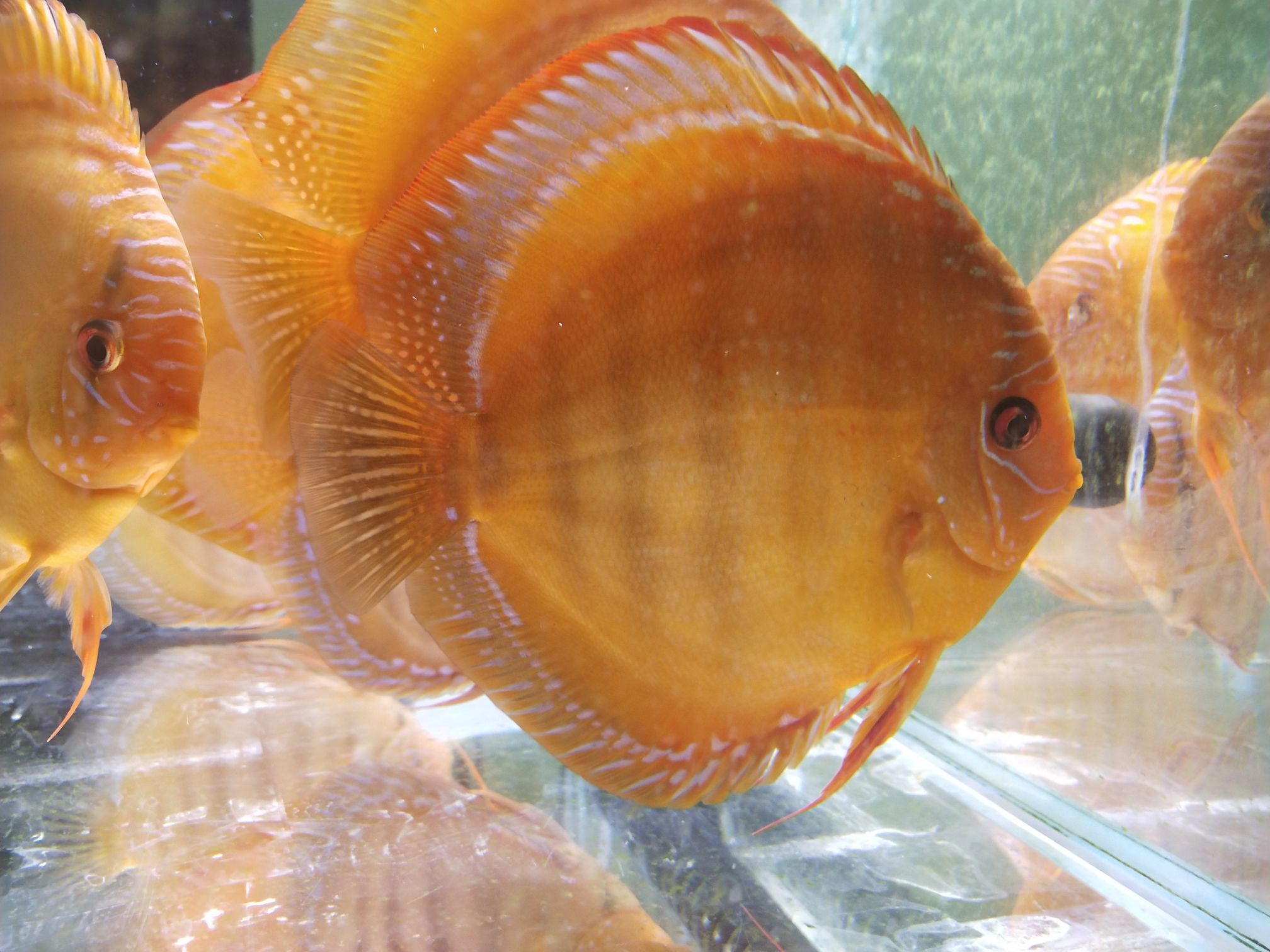 延安水族館有河南的魚友看上的嗎便宜處理