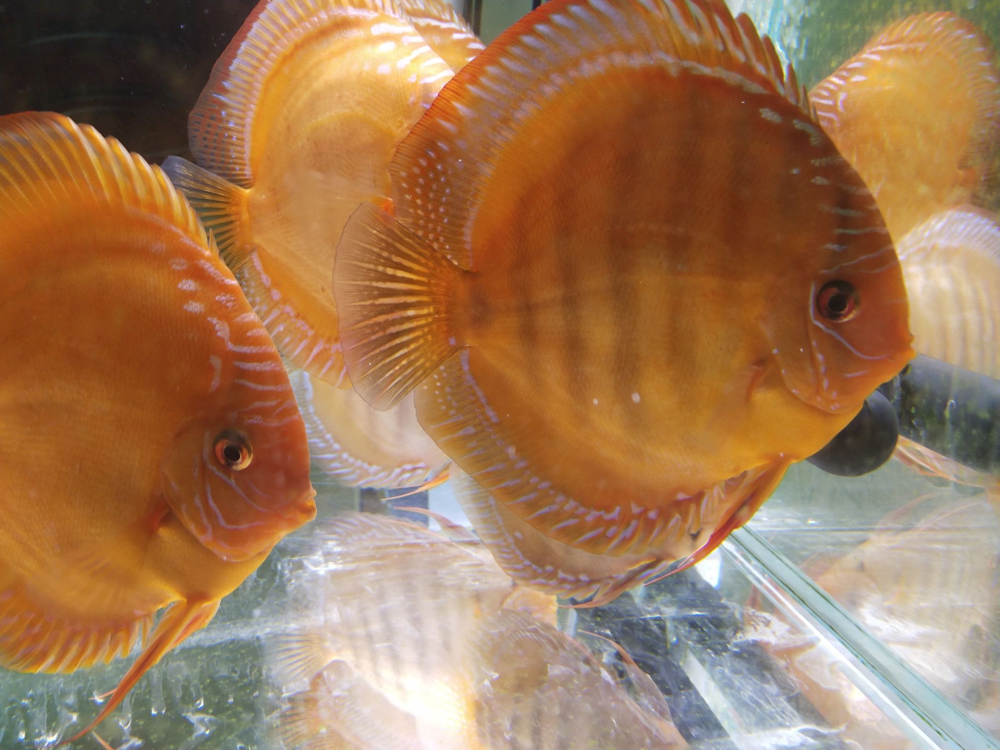 延安水族館有河南的魚友看上的嗎便宜處理