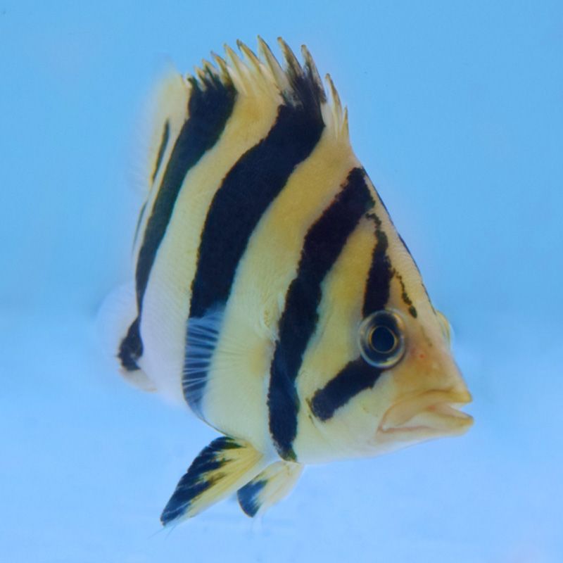 聊城水族館求飼養(yǎng)藍(lán)底小魚(yú)缸背景色及光使用燈