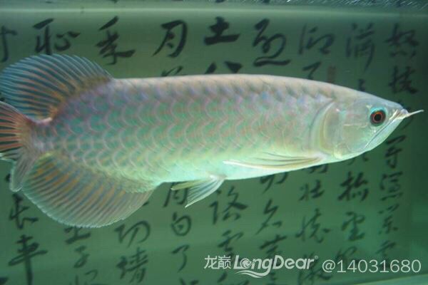 上那能買到青龍魚