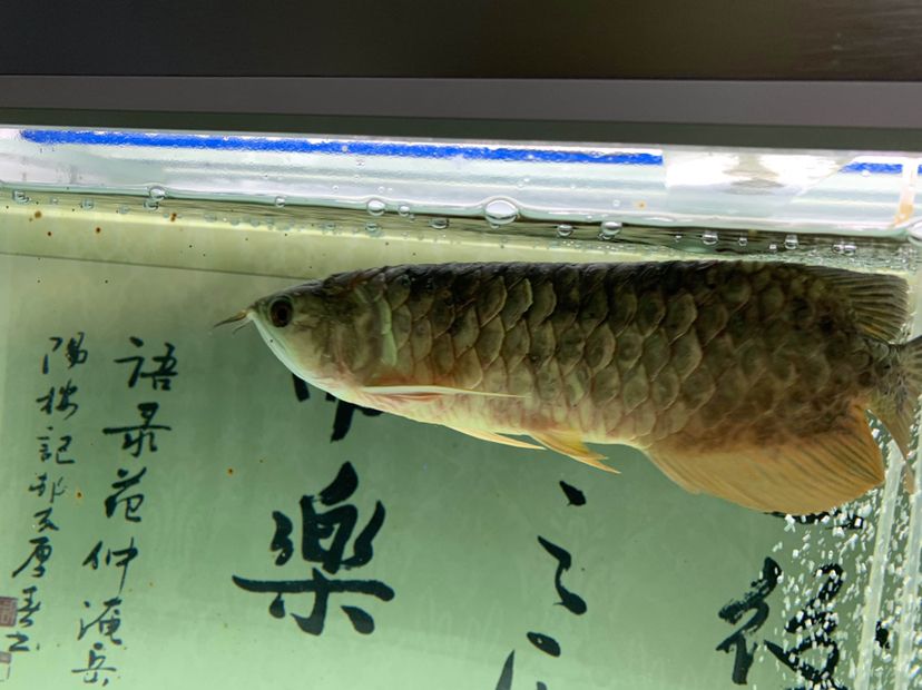 什么叫不拋棄不放棄樸樹永遠(yuǎn)養(yǎng)下去 胭脂孔雀龍魚 第4張