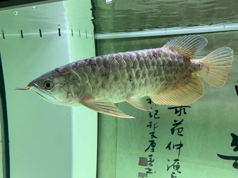 什么叫不拋棄不放棄樸樹永遠(yuǎn)養(yǎng)下去 胭脂孔雀龍魚 第6張