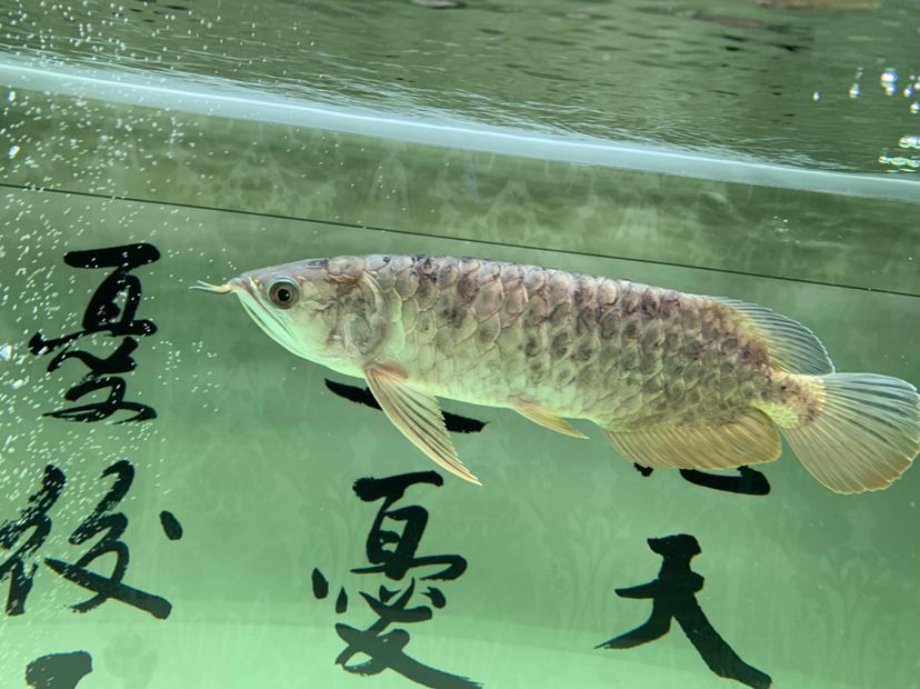 什么叫不拋棄不放棄樸樹永遠(yuǎn)養(yǎng)下去 胭脂孔雀龍魚 第8張