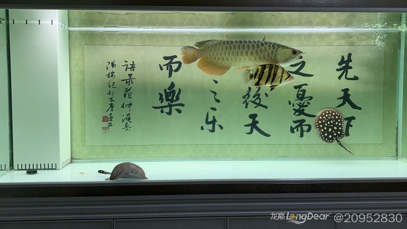 什么叫不拋棄不放棄樸樹永遠(yuǎn)養(yǎng)下去 胭脂孔雀龍魚 第9張