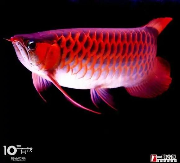 龍巖水族館魚兒都是被折騰死的