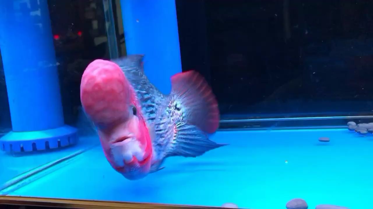 荊州水族館更新一下 BD魟魚 第2張