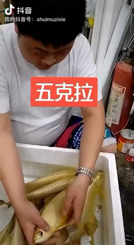 徐州觀賞魚市場真是無燈拍攝不？