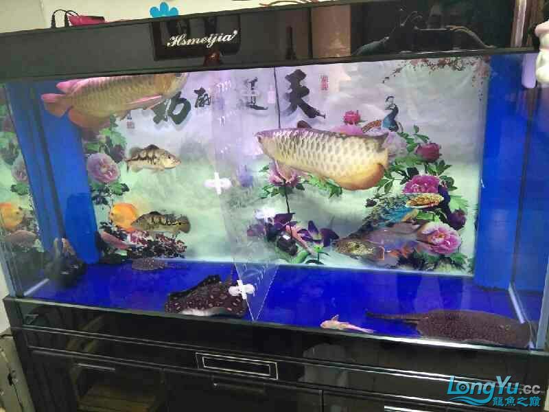 克拉瑪依觀賞魚市場處理 觀賞魚市場（混養(yǎng)魚） 第4張