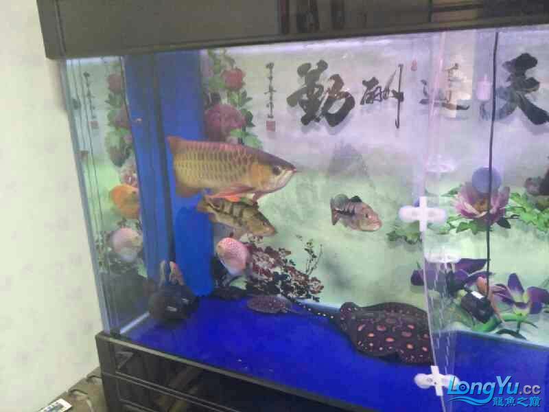 克拉瑪依觀賞魚市場處理 觀賞魚市場（混養(yǎng)魚） 第5張