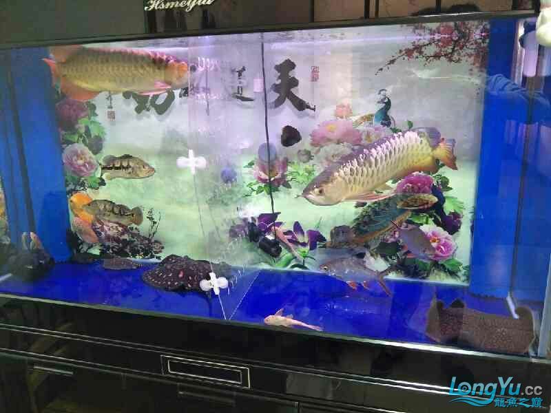 克拉瑪依觀賞魚市場處理 觀賞魚市場（混養(yǎng)魚） 第6張