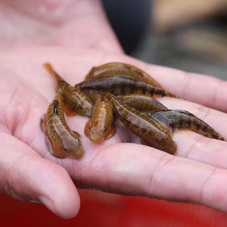 忻州觀賞魚市場求教各位大神救救我的虎魚