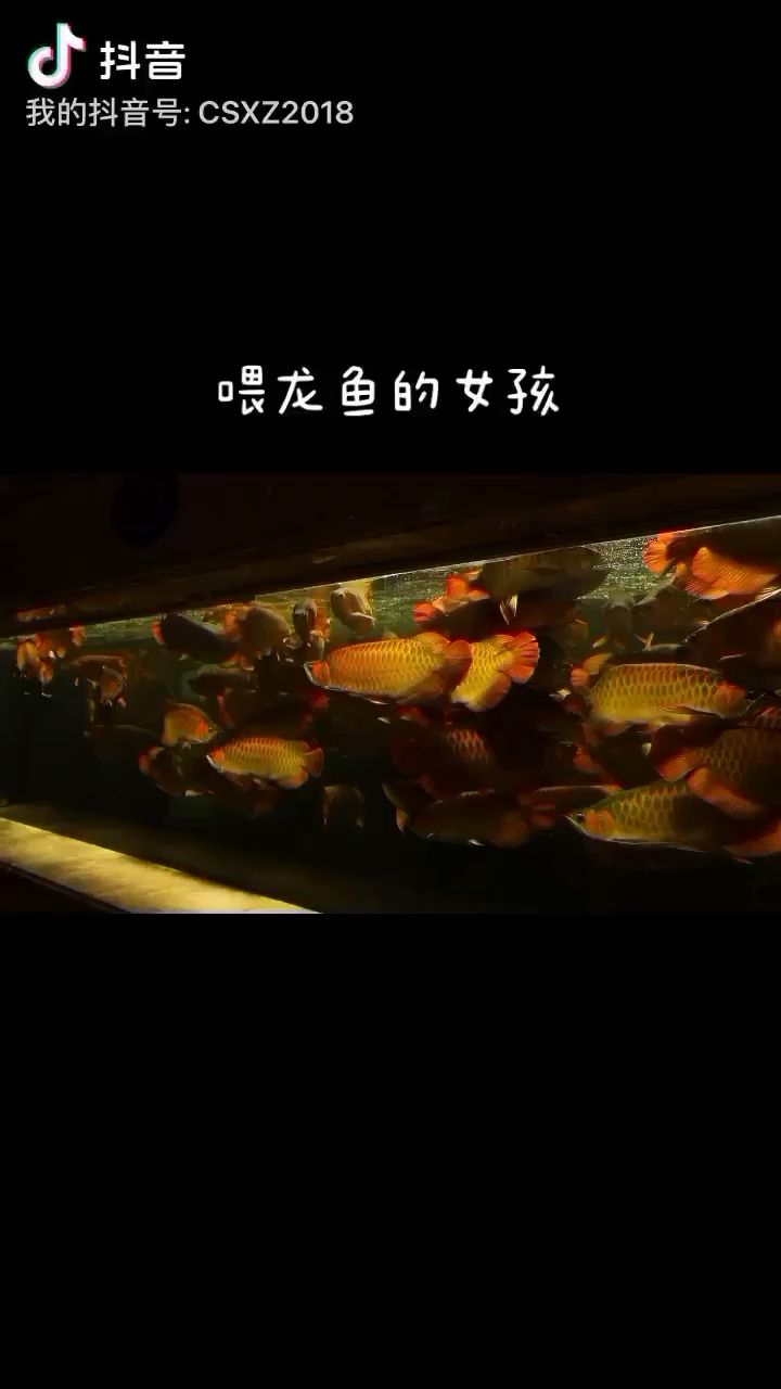 西寧觀賞魚市場美女與野獸