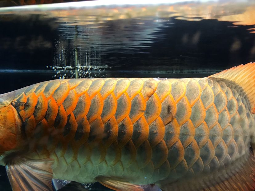 武威水族館各種問題求解 三間鼠魚苗 第4張