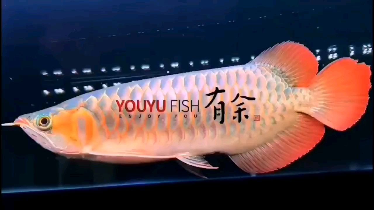 嚴(yán)選7A赤焰紅龍 赤荔鳳冠魚 第2張