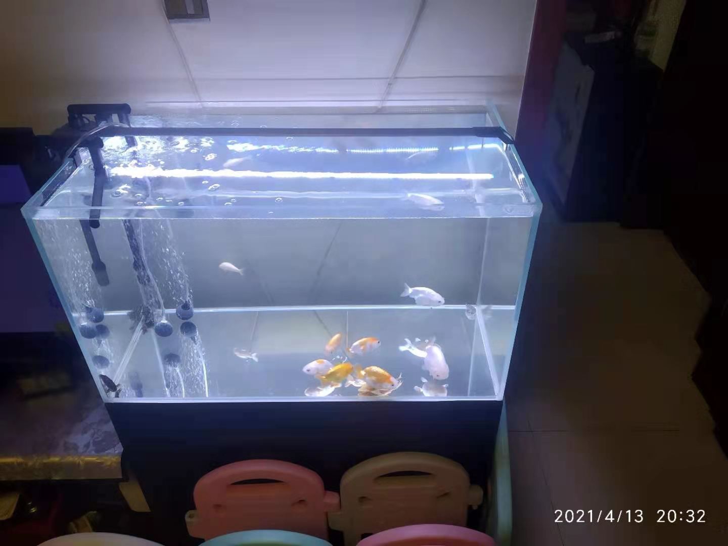 哈爾濱水族館80x45x45魚缸的問題 申古銀版魚 第2張