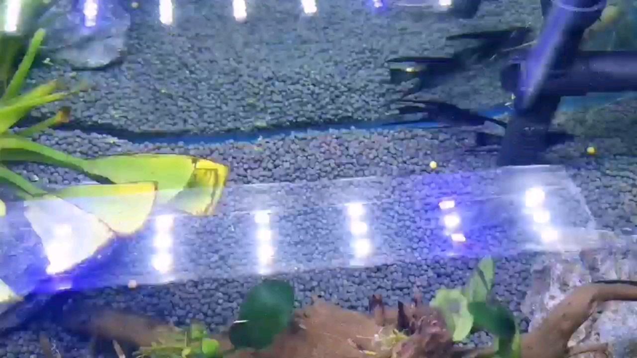 惠州水族館求助求助幫忙看看燕魚啊