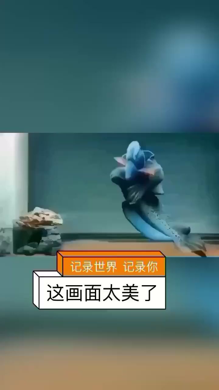 汕尾觀賞魚(yú)市場(chǎng)多么的幸福啊