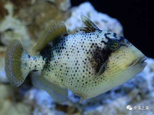 不能與珊瑚兼容的生物 女王大帆魚(yú) 第11張