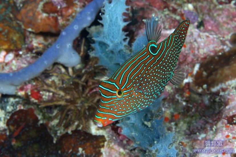 不能與珊瑚兼容的生物 女王大帆魚(yú) 第13張