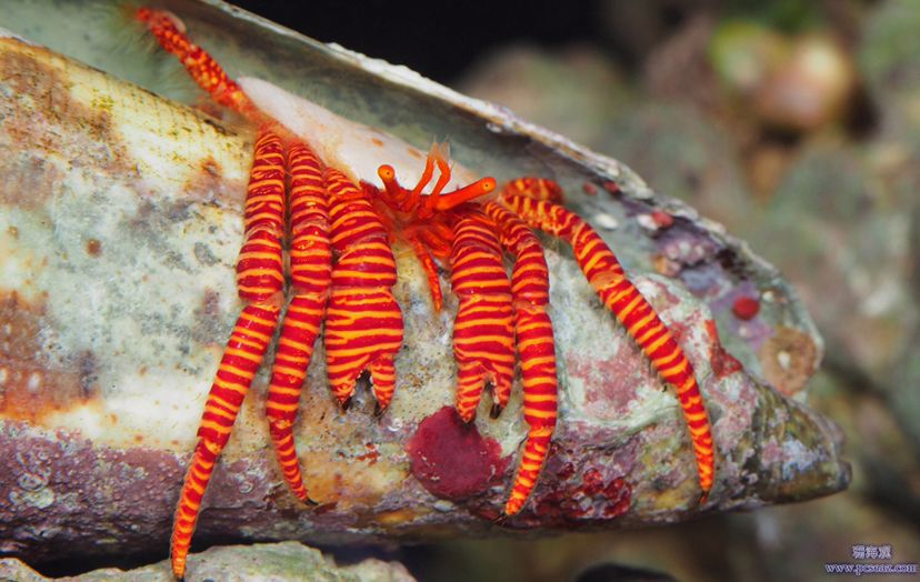 不能與珊瑚兼容的生物 女王大帆魚(yú) 第33張