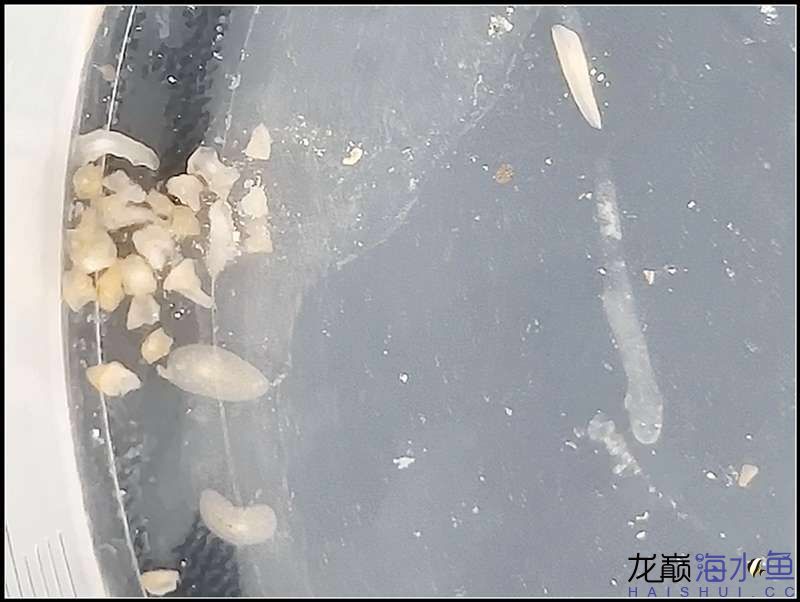 不能與珊瑚兼容的生物 女王大帆魚(yú) 第46張