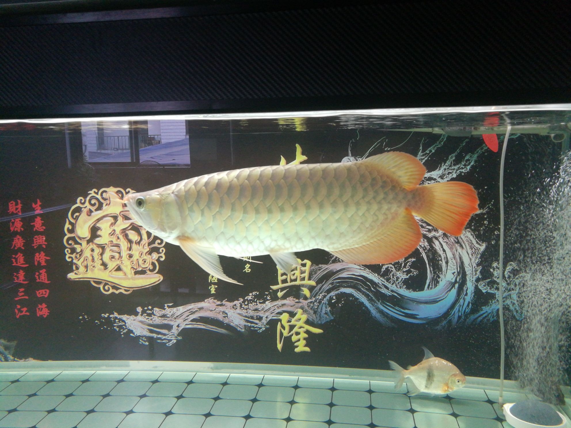 珠海觀賞魚市場紅龍魚 觀賞魚市場（混養(yǎng)魚） 第4張