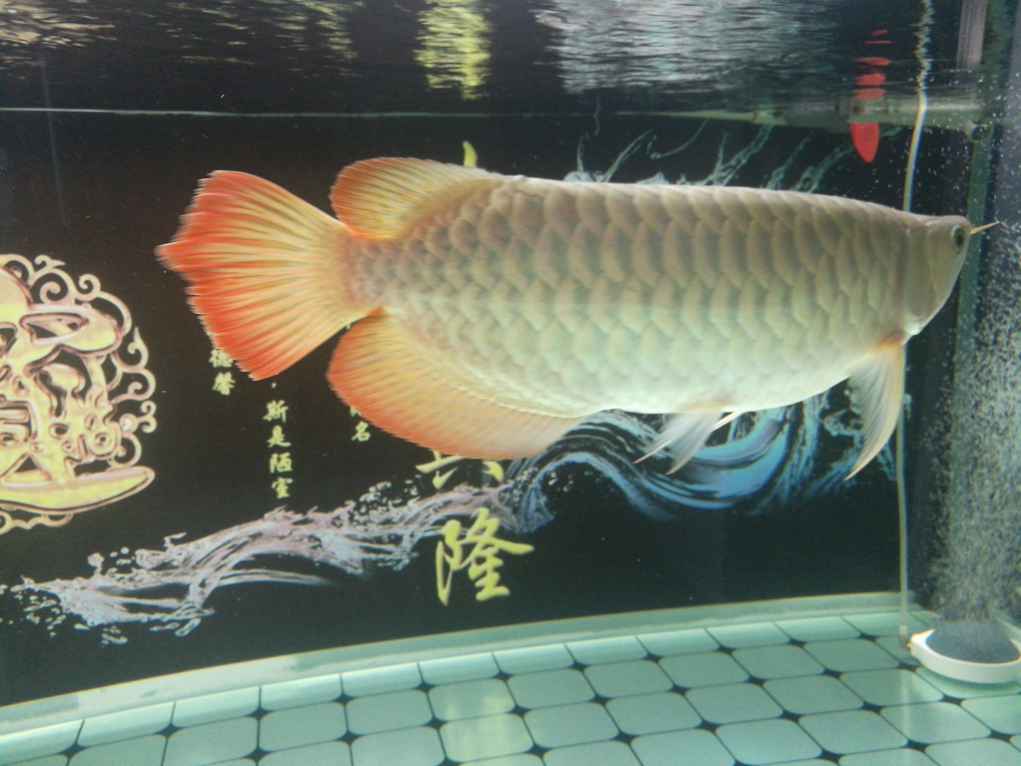 珠海觀賞魚市場紅龍魚 觀賞魚市場（混養(yǎng)魚） 第7張