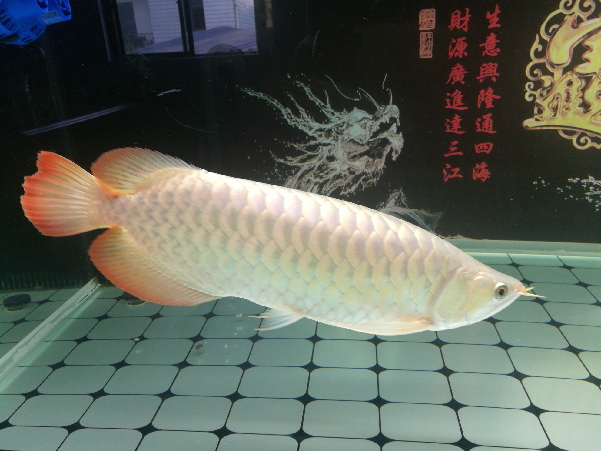 珠海觀賞魚市場紅龍魚 觀賞魚市場（混養(yǎng)魚） 第8張