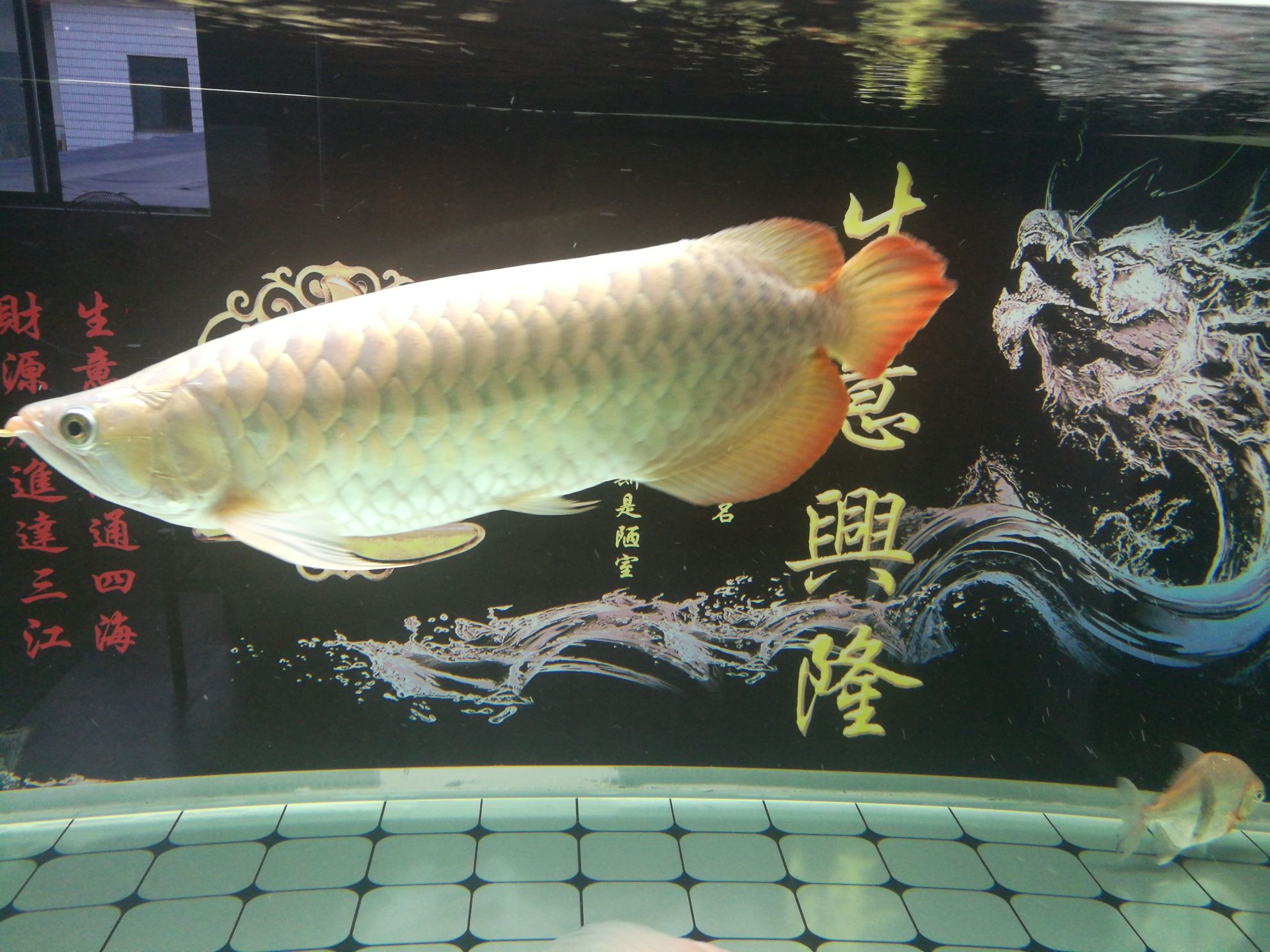 珠海觀賞魚市場紅龍魚 觀賞魚市場（混養(yǎng)魚） 第6張