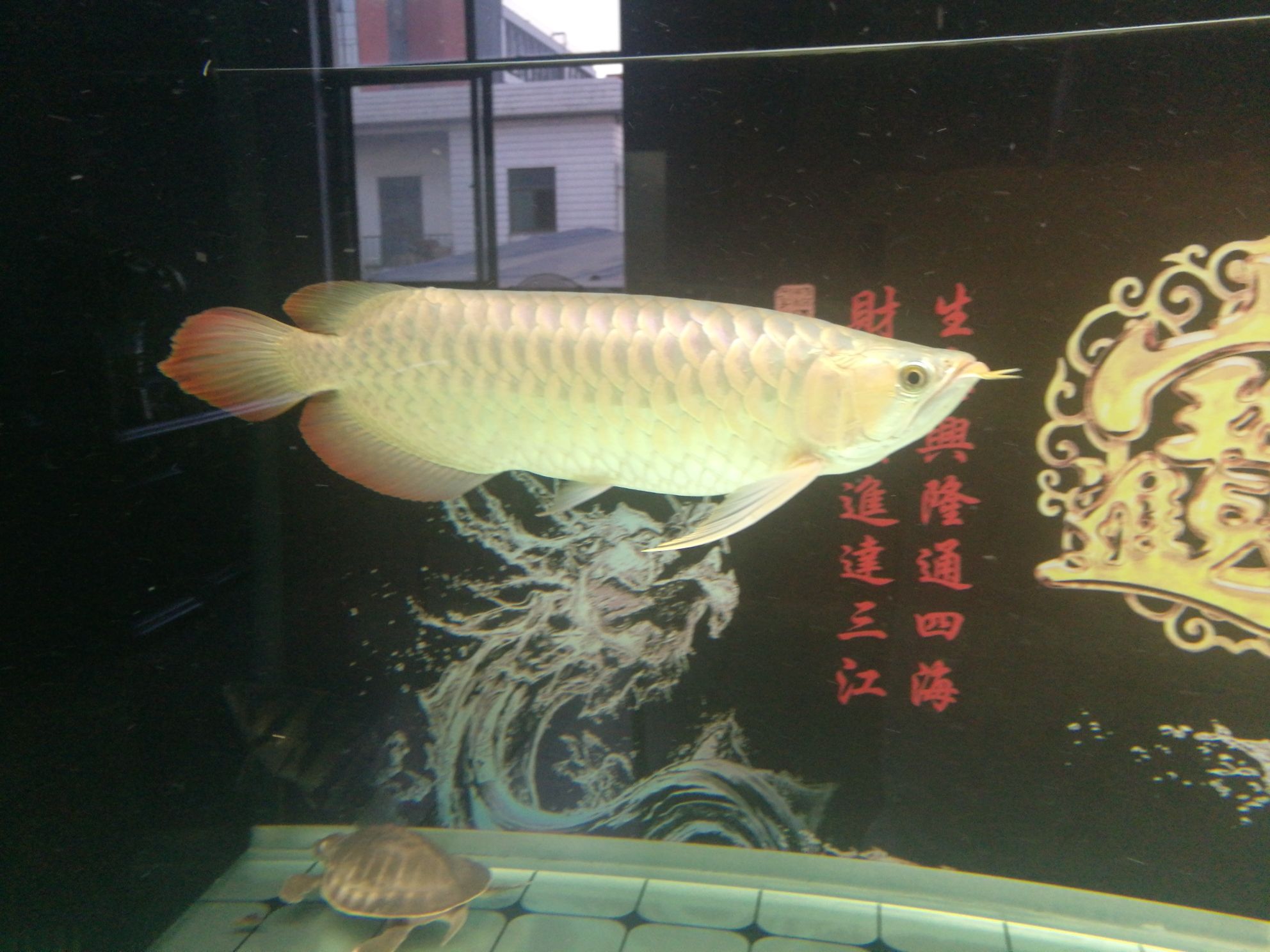 珠海觀賞魚市場紅龍魚 觀賞魚市場（混養(yǎng)魚） 第9張