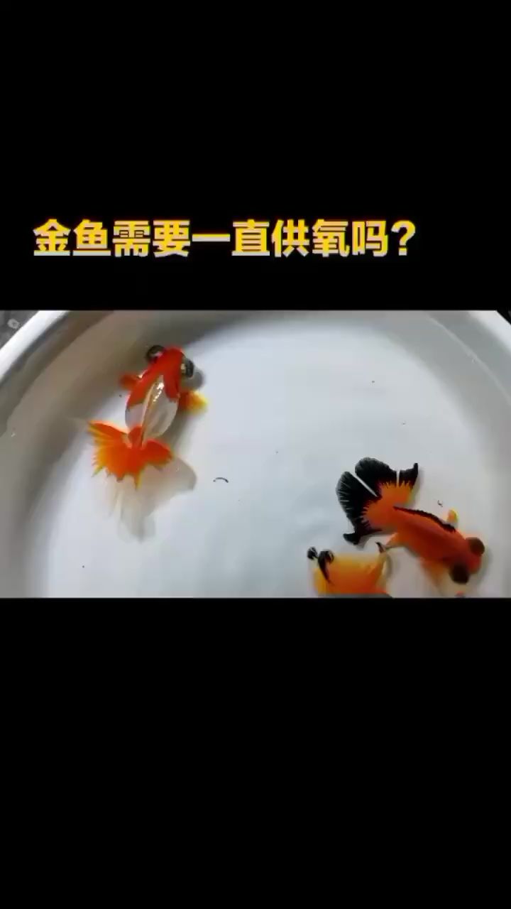 昭通觀賞魚市場金魚需要一直打氧嗎？