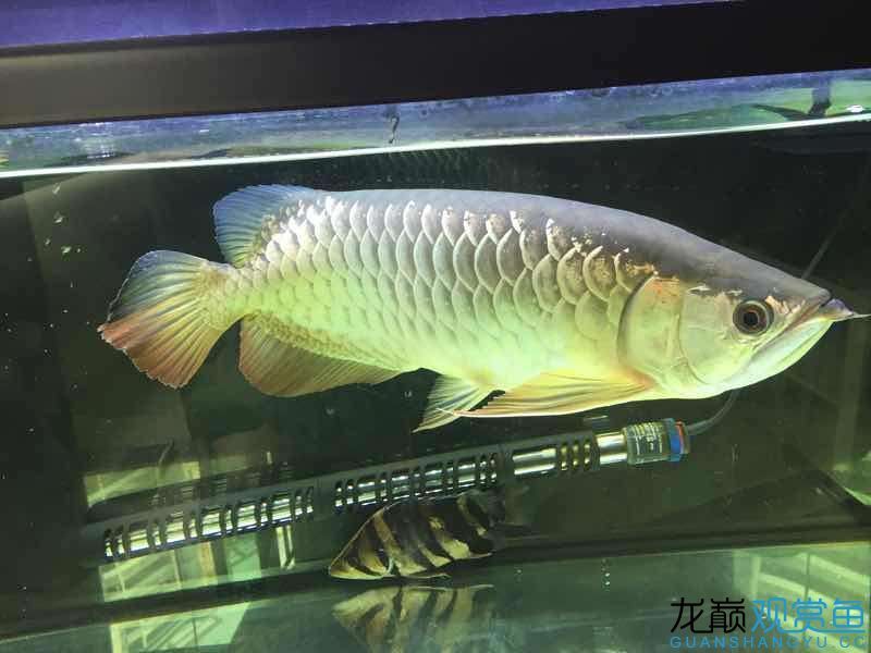 臺(tái)州水族館吃五谷雜糧長(zhǎng)大的龍魚(yú)