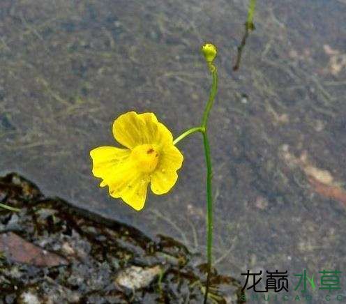 國(guó)產(chǎn)食蟲(chóng)水草黃花挖耳草黃花貍藻