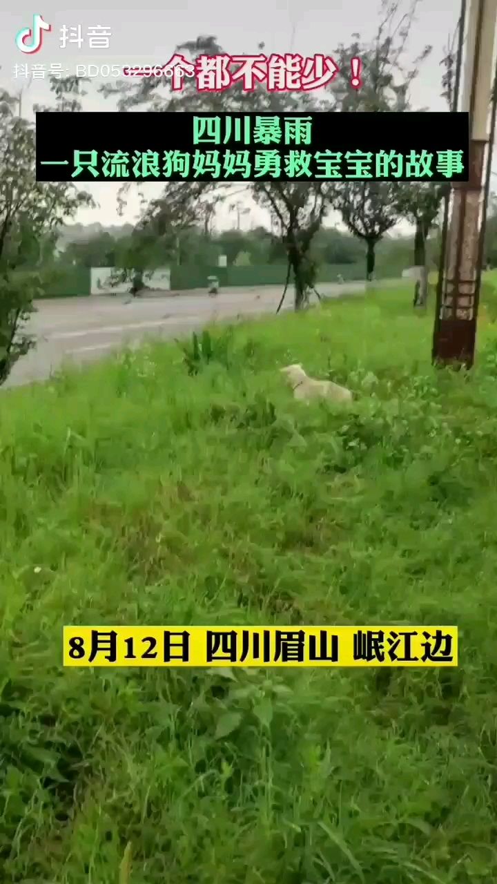 漢中水族館一只在刷屏的流浪汪