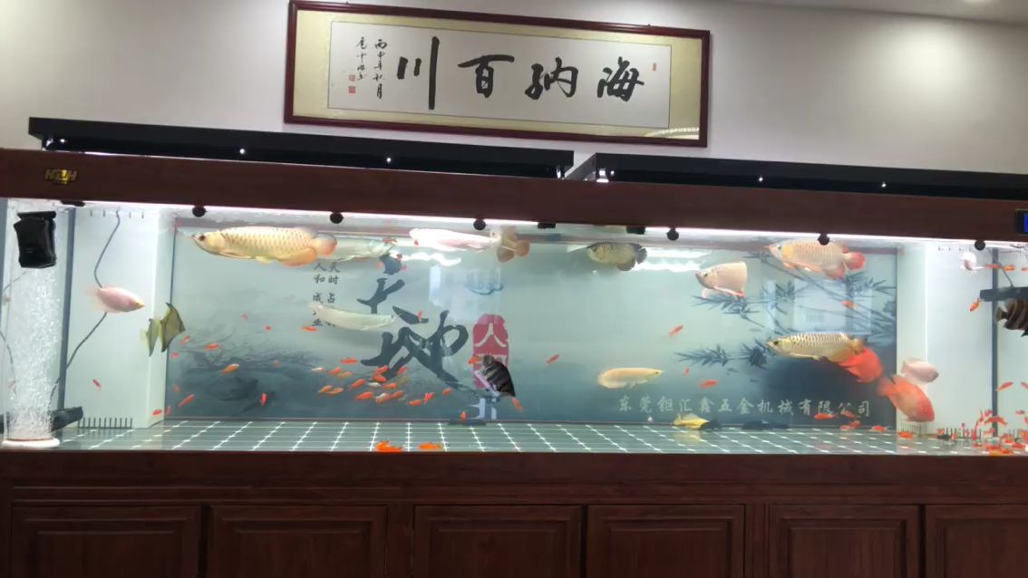 混養(yǎng)第六天龍魚圈