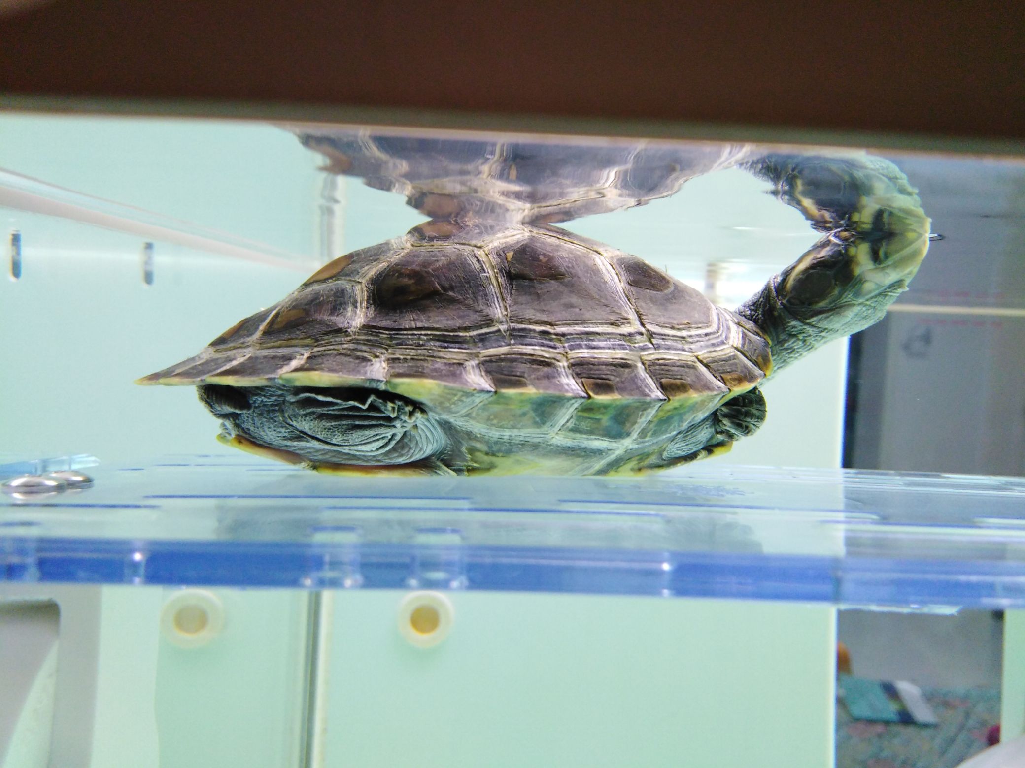 廣州水族館金龍和龜丞相來也